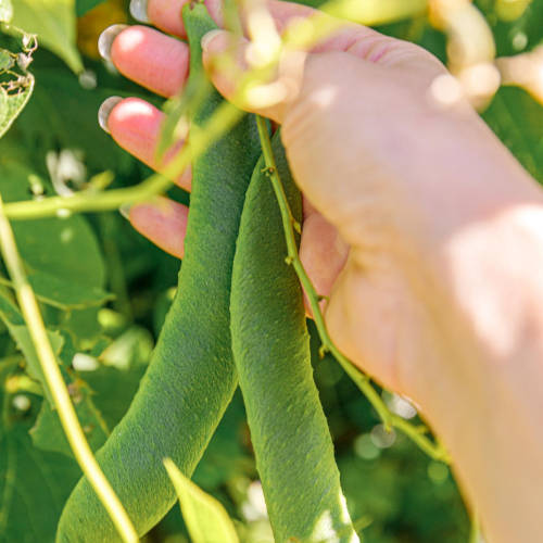 haricots verts-2